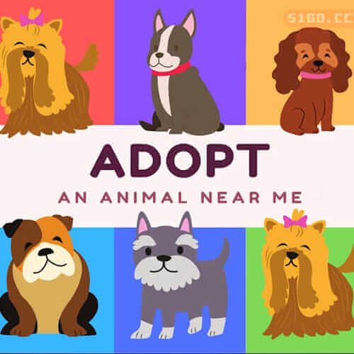 收养我附近的动物