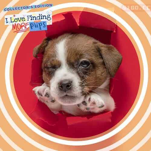 我爱找更多宠物