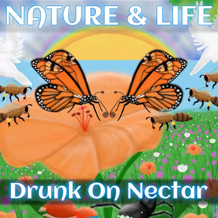 自然与生命：沉醉于花蜜