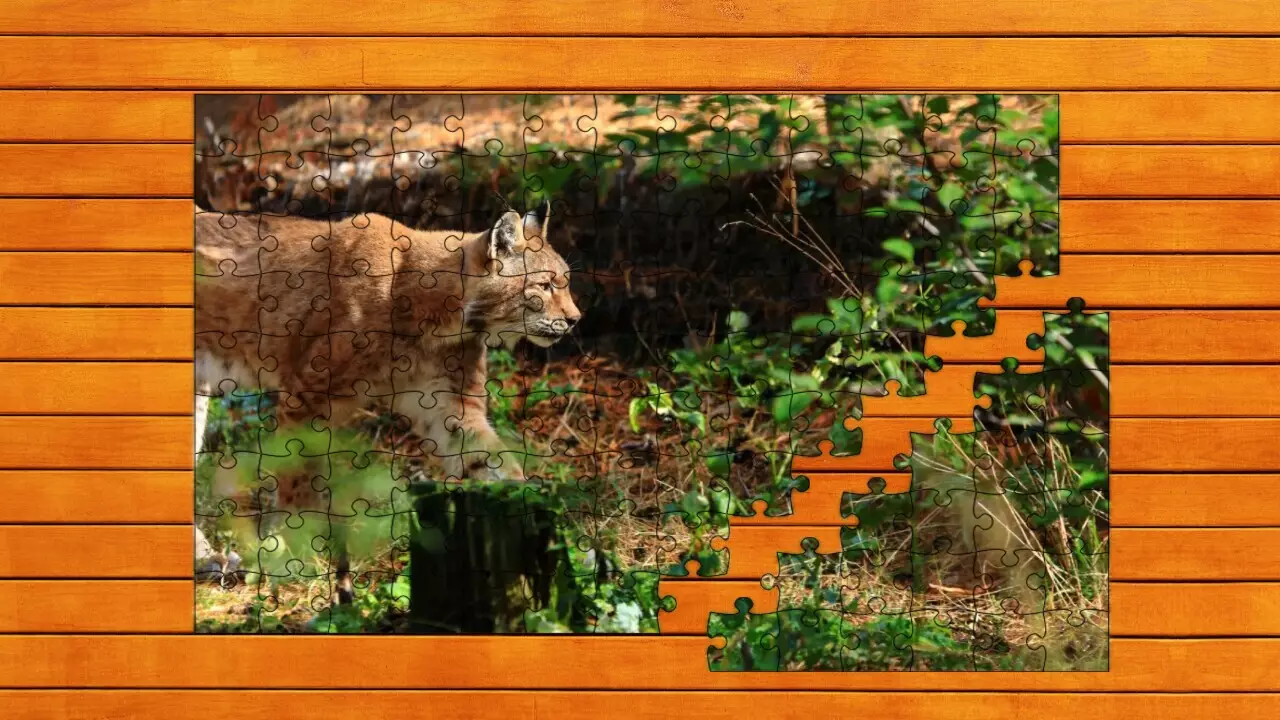 -Wild Lynx Jigsaw-游戏截图-好玩游戏库