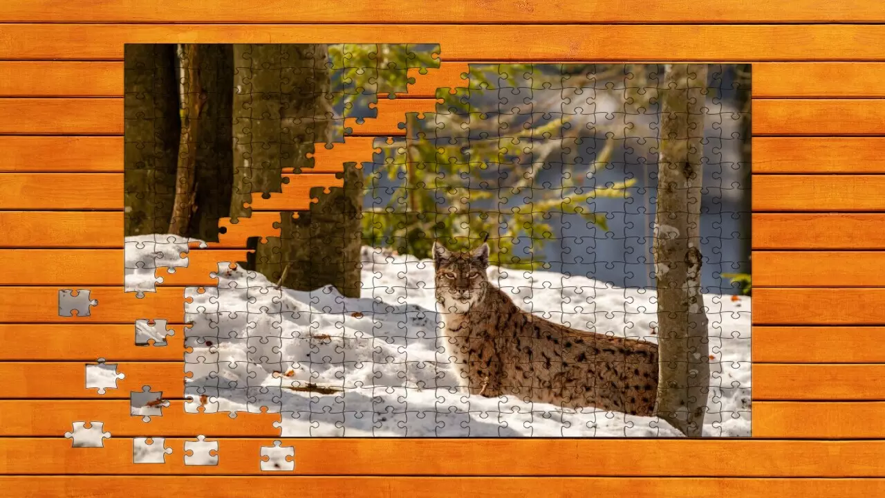 -Wild Lynx Jigsaw-游戏截图-好玩游戏库