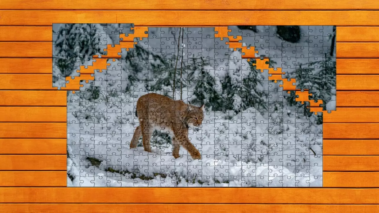 -Wild Lynx Jigsaw-游戏截图-好玩游戏库