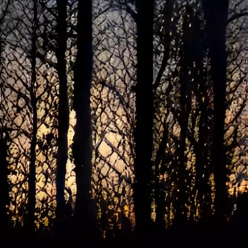 The Woods (itch) (Just_A_Student)