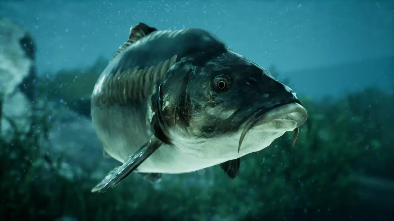 The Catch: Carp & Coarse