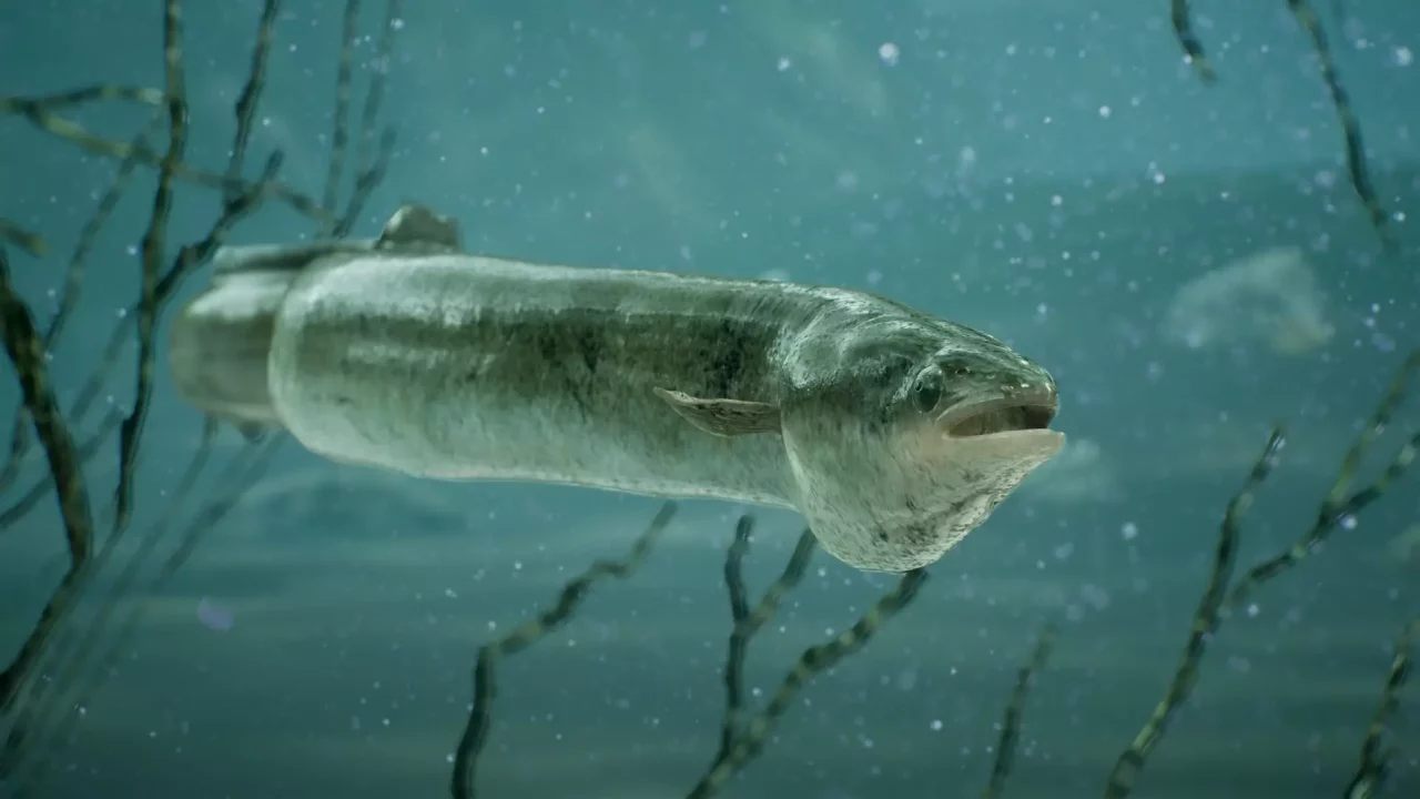 -The Catch: Carp & Coarse-游戏截图-好玩游戏库